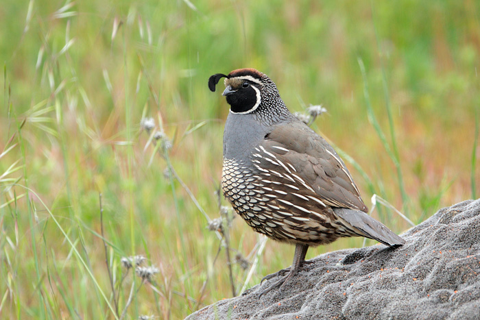 California Quail