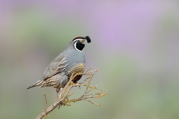 California Quail