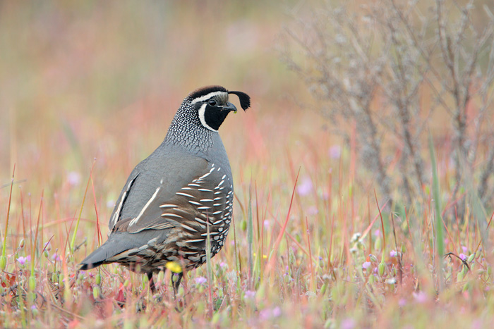 California Quail