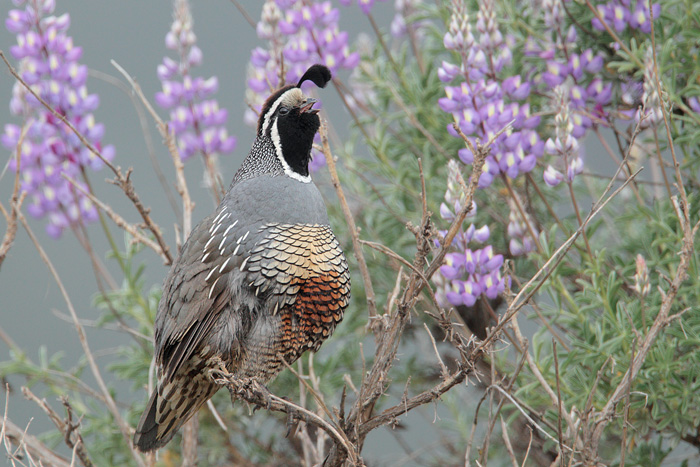 California Quail