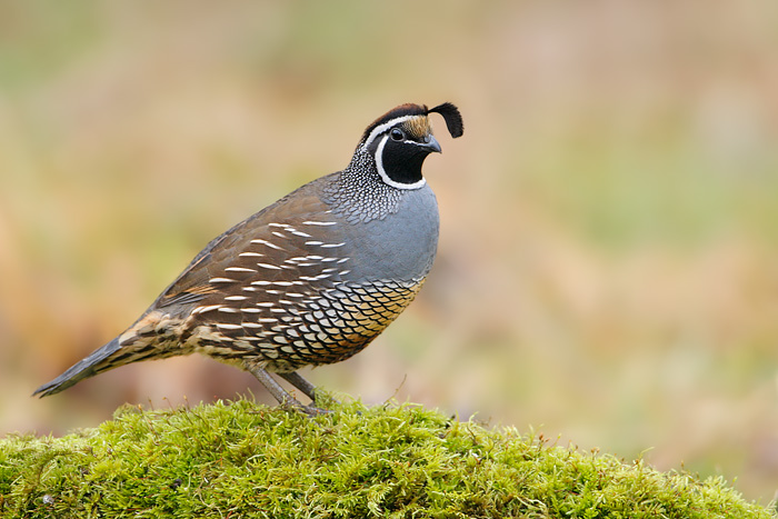 California Quail