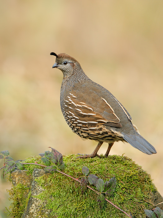 California Quail