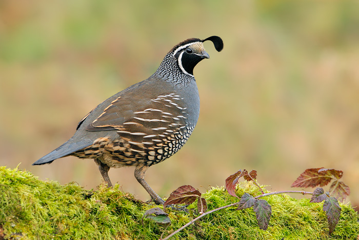 California Quail