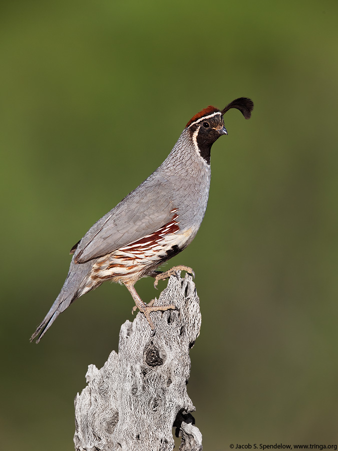 Gambel's Quail