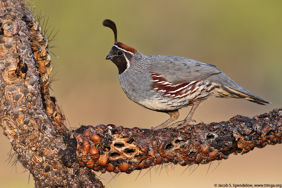 Gambel's Quail