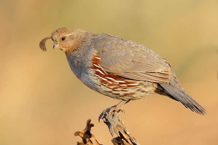 Gambel's Quail