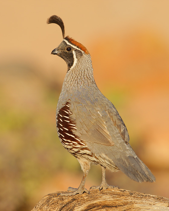 Gambel's Quail