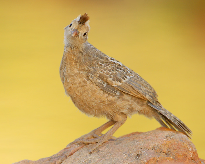 Gambel's Quail