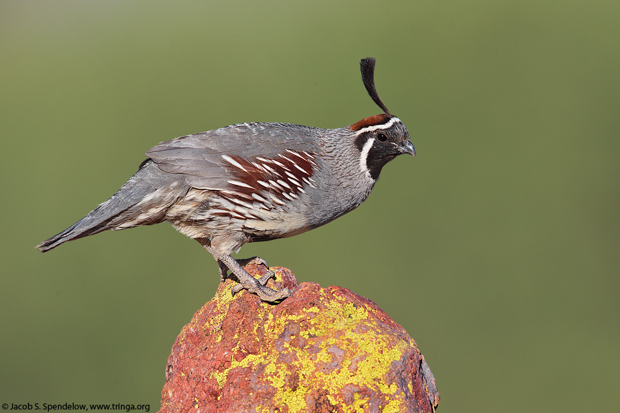 Gambel's Quail