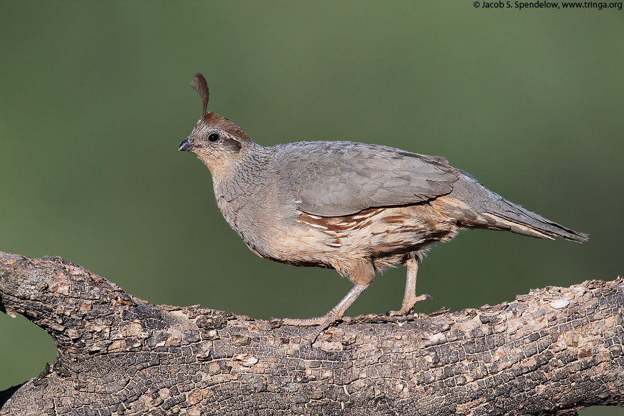 Gambel's Quail