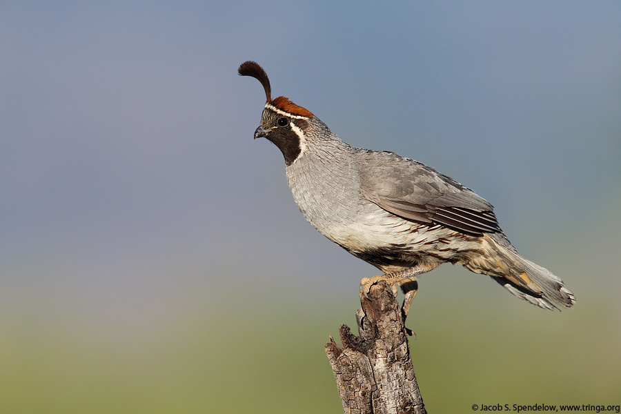 Gambel's Quail