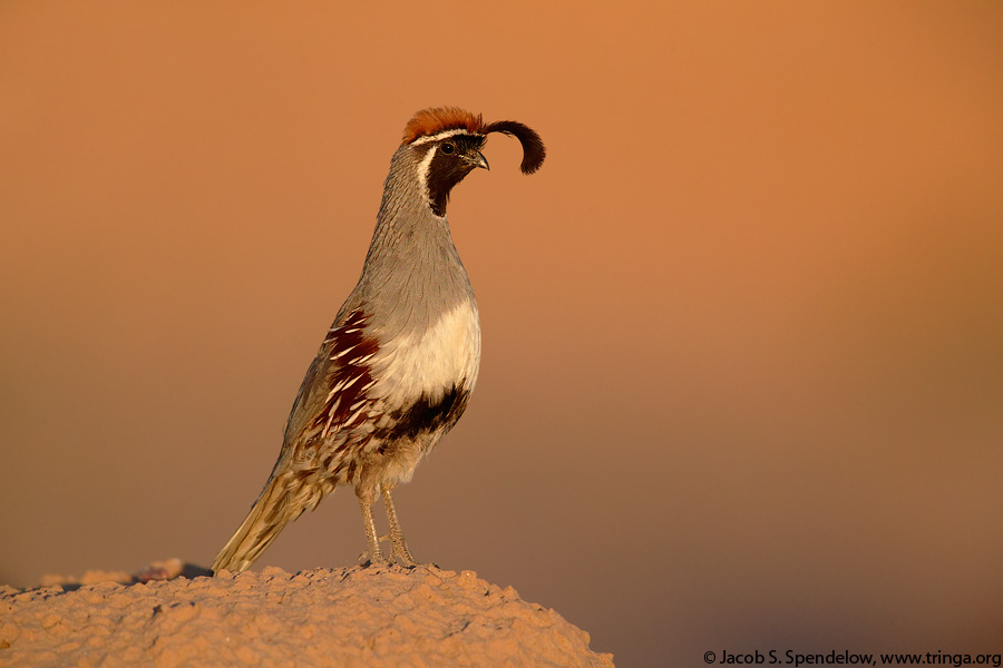 Gambel's Quail