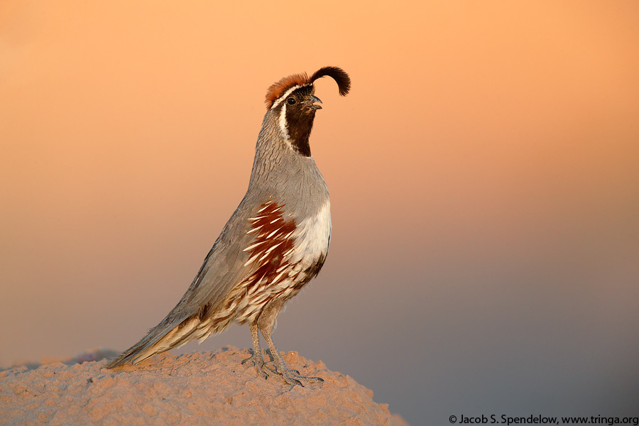 Gambels Quail