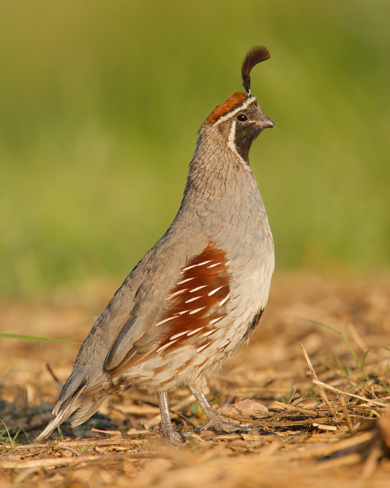 Gambel's Quail