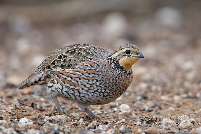 Northern Bobwhite