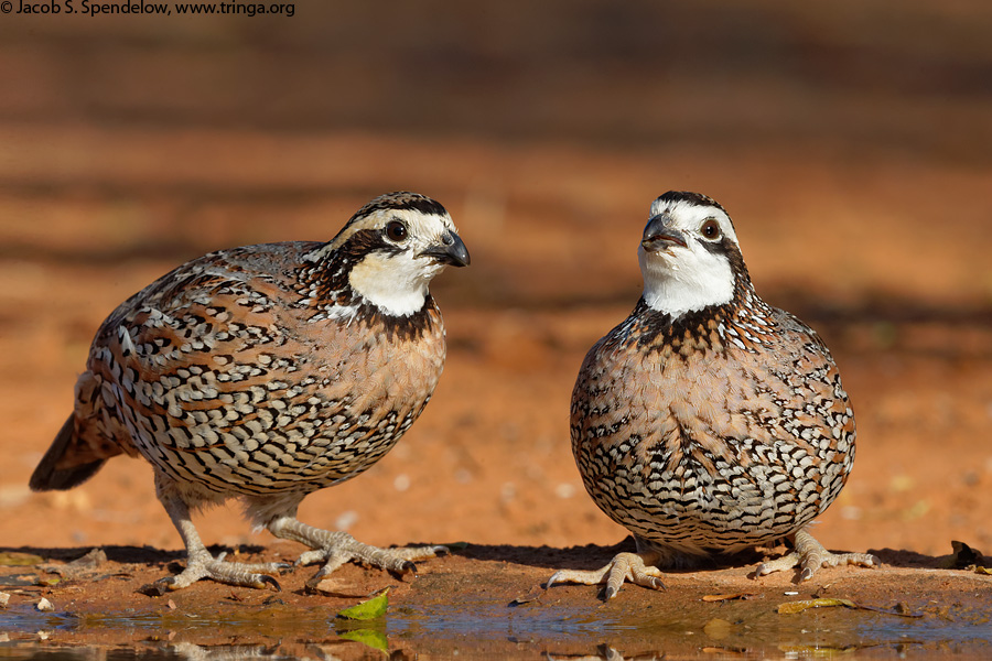 Northern Bobwhite