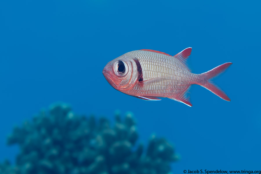 Pearly Soldierfish