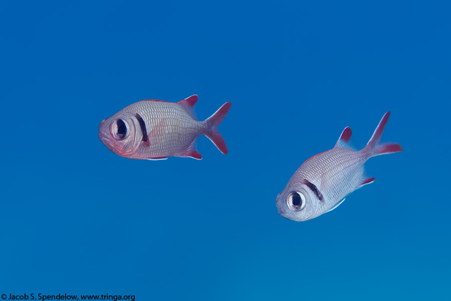 Pearly Soldierfish