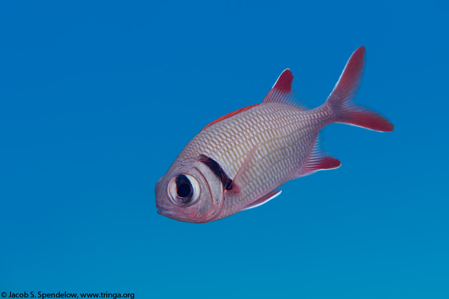 Pearly Soldierfish