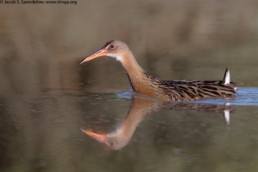 Ridgway's Rail