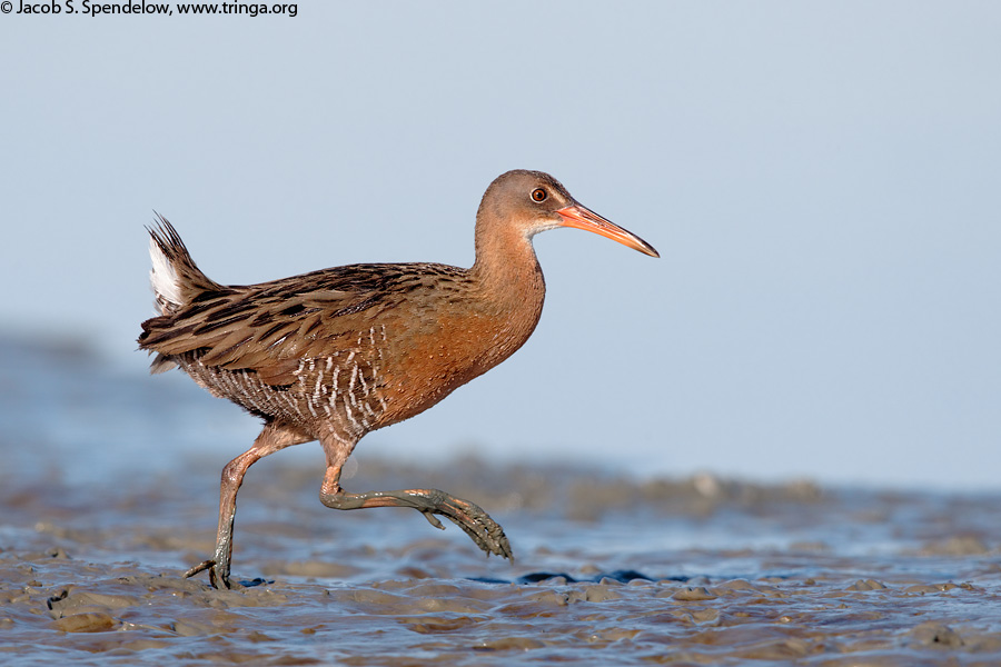 Ridgway's Rail