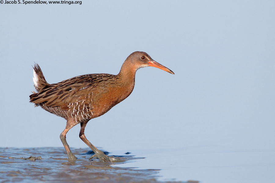 Ridgway's Rail