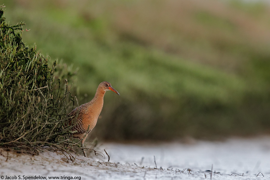 Ridgway's Rail