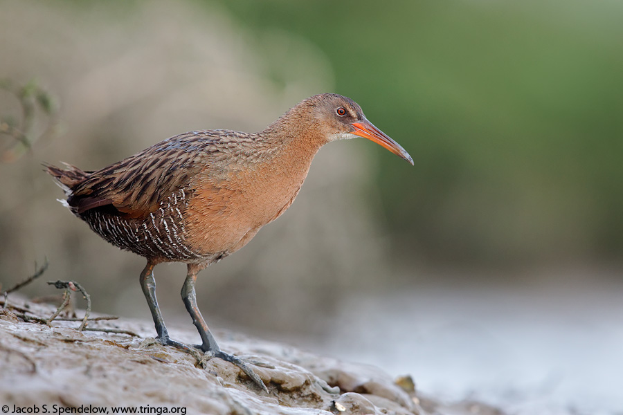 Ridgway's Rail