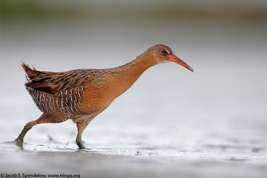 Ridgway's Rail