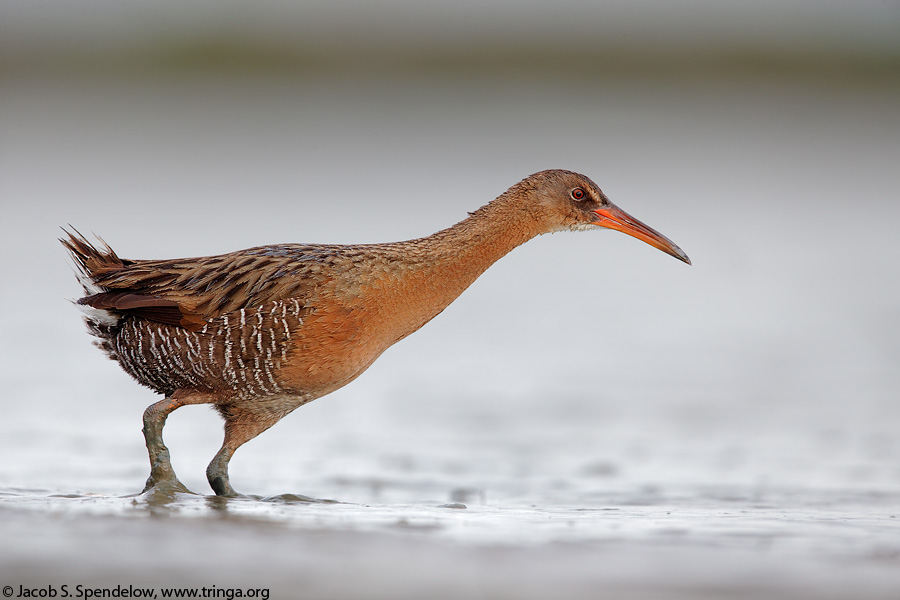 Ridgway's Rail