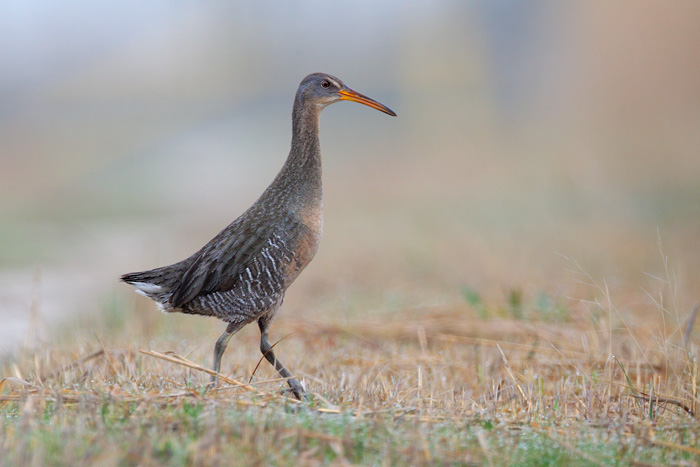 Clapper Rail