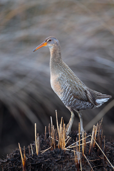 Clapper Rail