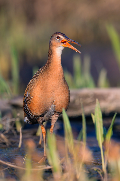 King Rail