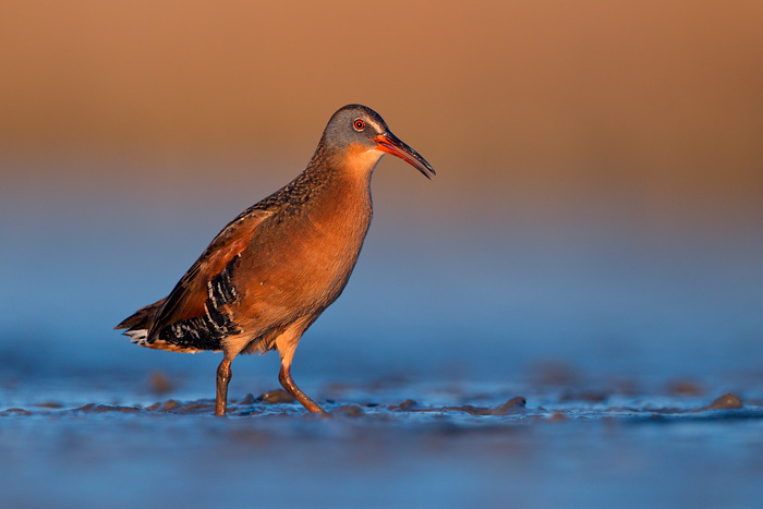 Virginia Rail