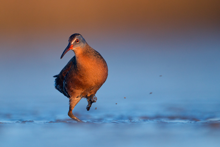 Virginia Rail