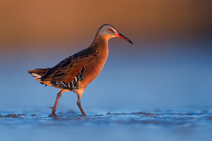 Virginia Rail