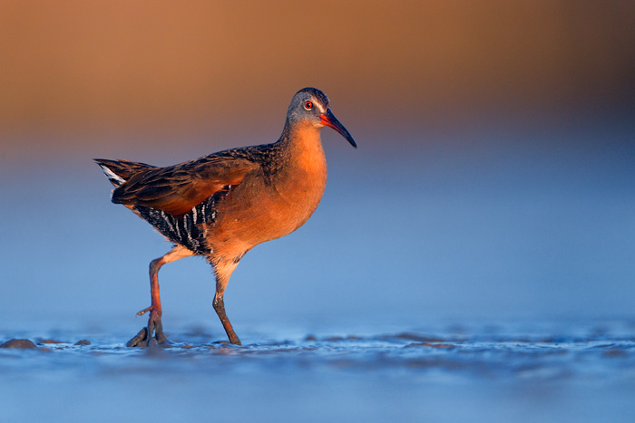 Virginia Rail