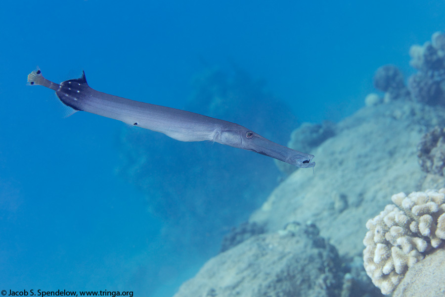 Chinese Trumpetfish