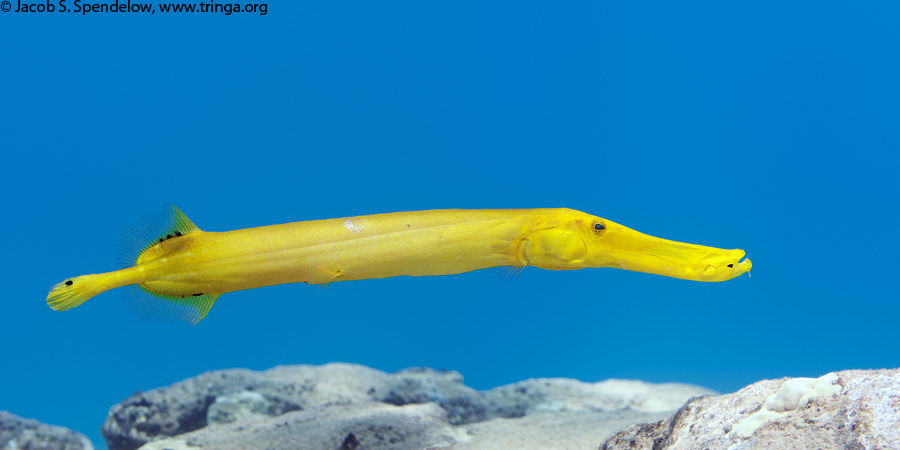 Chinese Trumpetfish