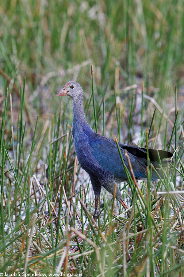 Purple Swamphen