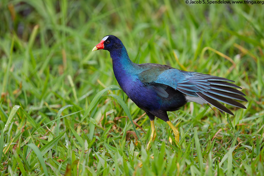 Purple Gallinule