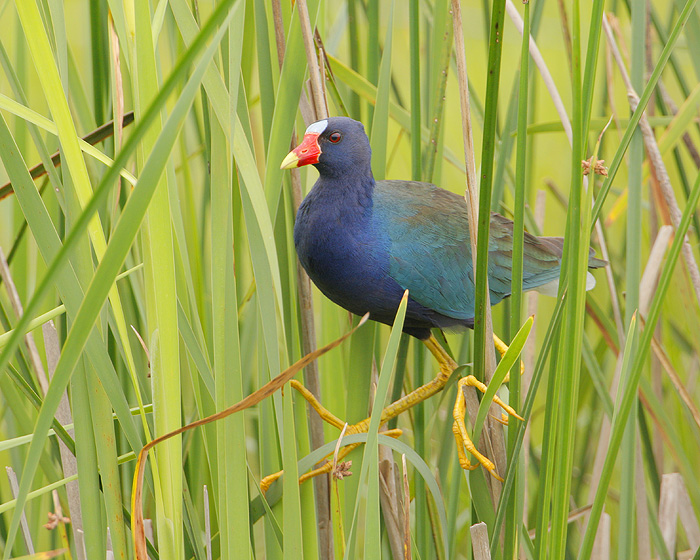 Purple Gallinule