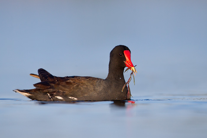 Common Gallinule