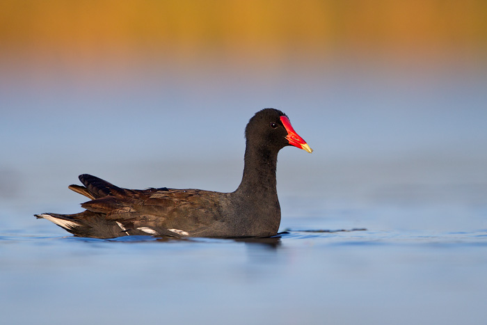 Common Gallinule