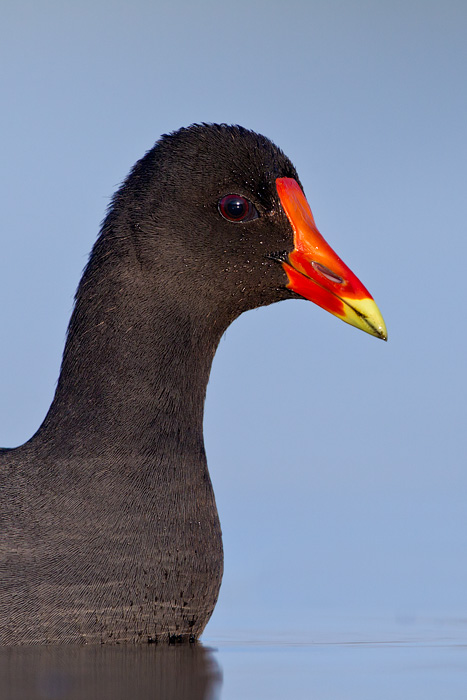 Common Gallinule