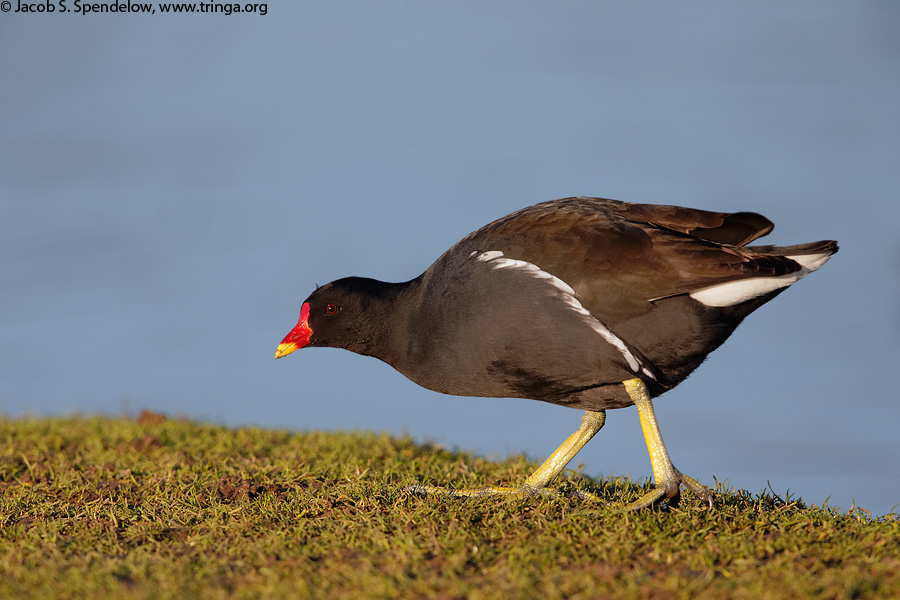 Common Moorhen