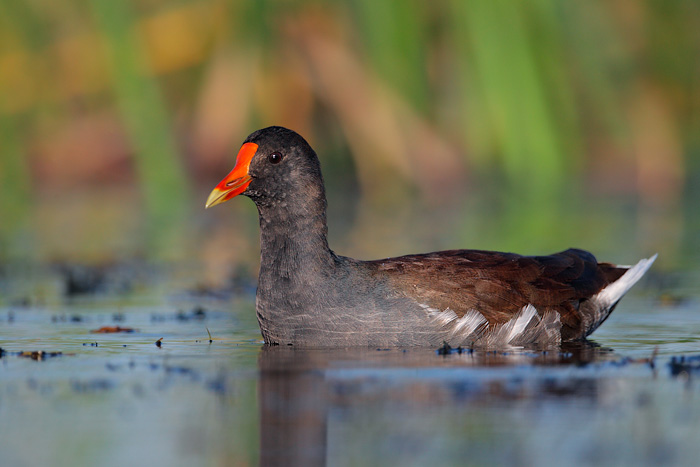 Common Gallinule