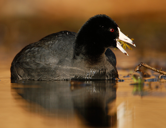 American Coot