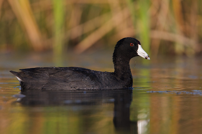 American Coot