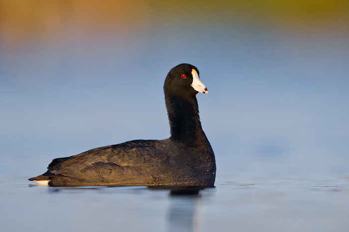 American Coot